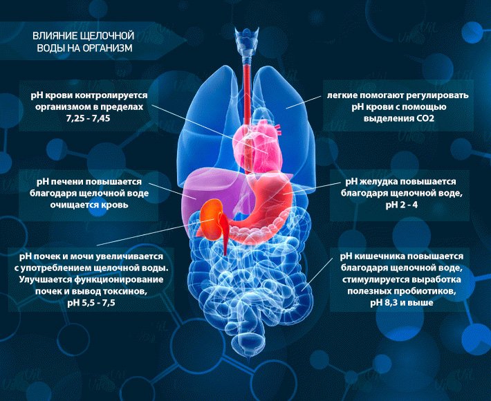 Щелочная вода для организма. РН организма человека. Щелочная вода и РН. PH сред организма. PH органов человека.